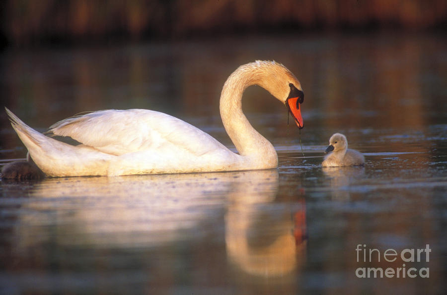 Mute Swan With Cygnet Photograph by Art Wolfe