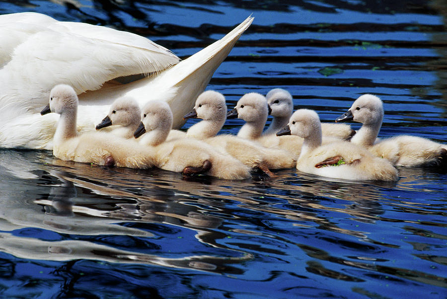 Nature Photograph - Mute Swan With Cygnets, Close Up by Animal Images