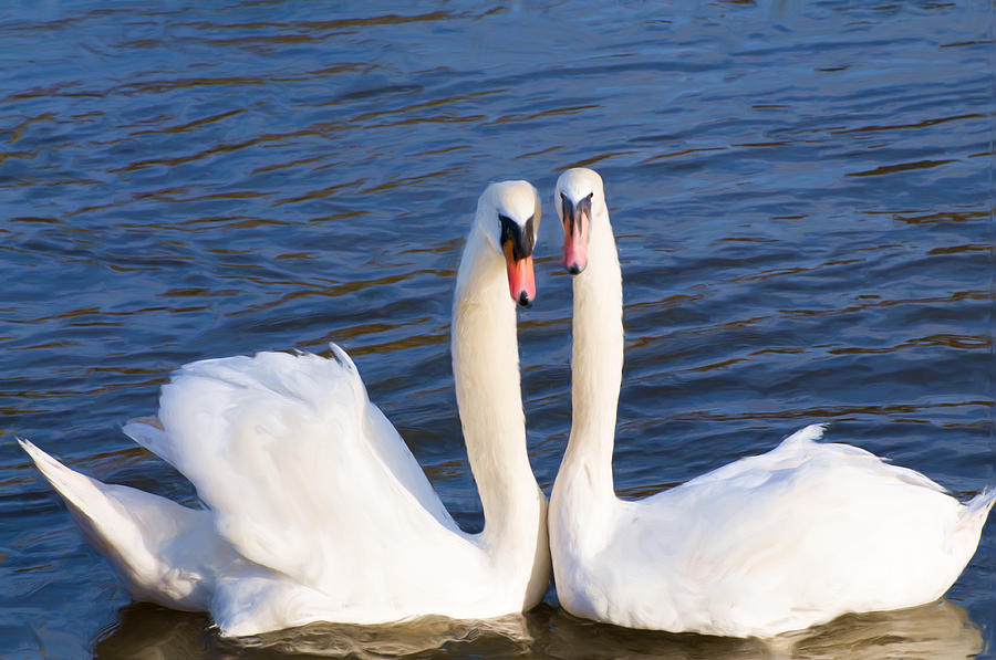 Swan Digital Art - Mute Swans 2 by Roy Pedersen