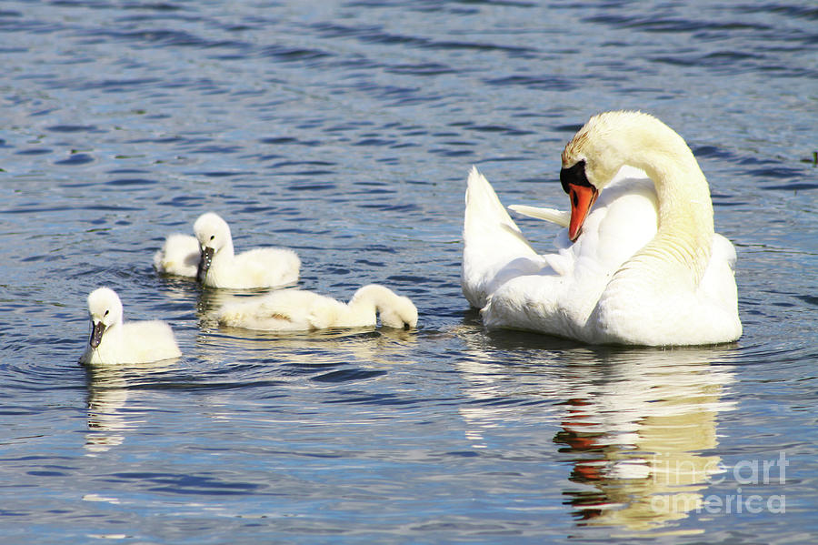 Mute Swans Photograph by Alyce Taylor