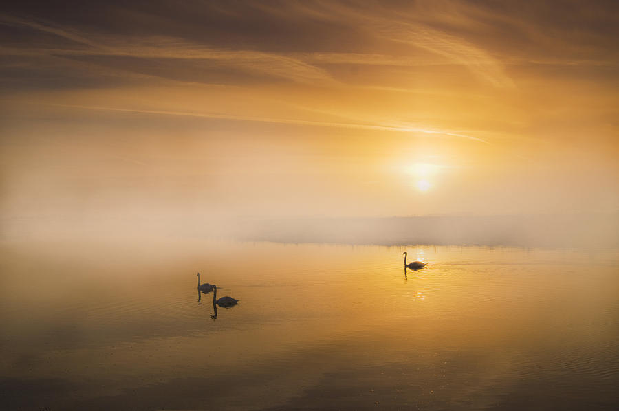 Sunset Photograph - Mute Swans at Dawn by Adrian Campfield
