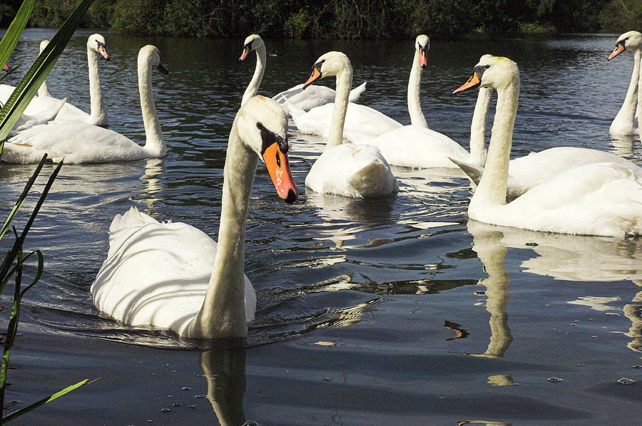 Mute Swans Photograph by Duncan Shaw/science Photo Library