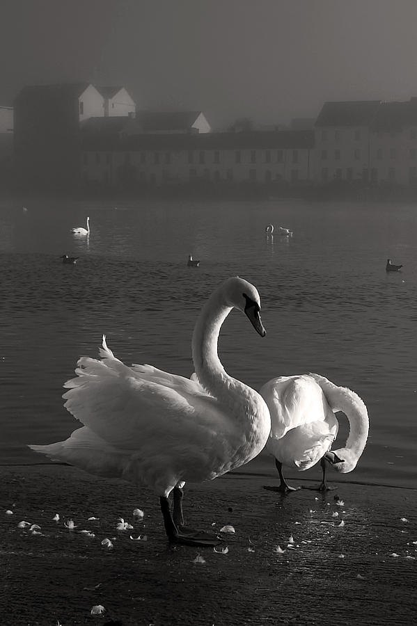 Mute Swans Galway Ireland Photograph by Pierre Leclerc Photography