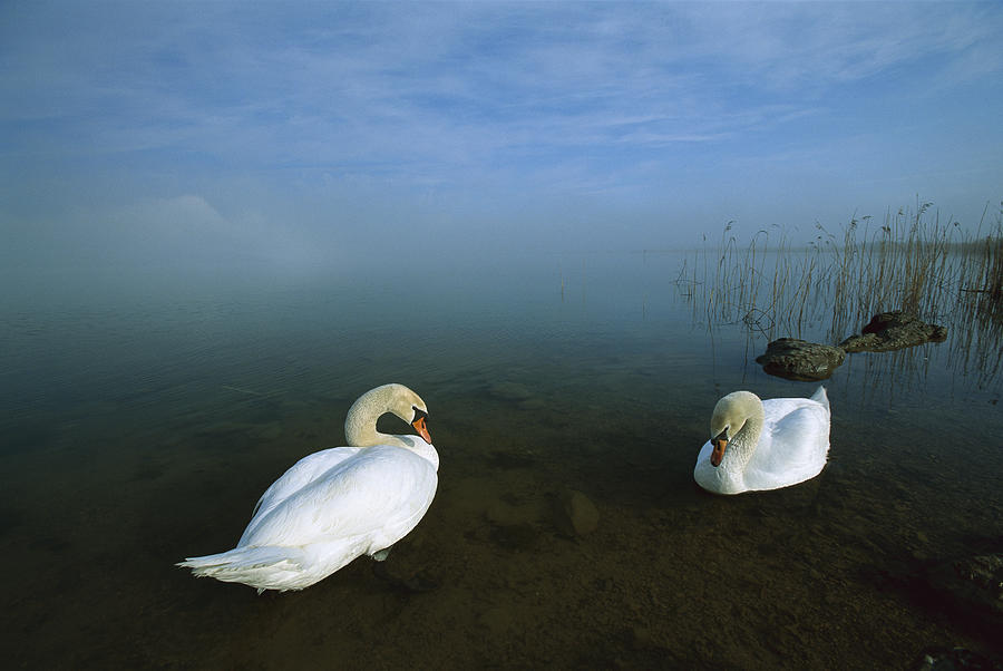 Mute Swans In Shallow Water Photograph by Konrad Wothe