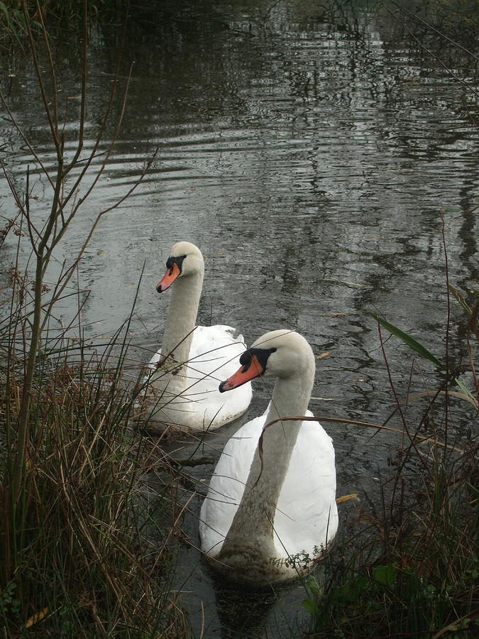 Mute Swans Photograph by Jean Walker