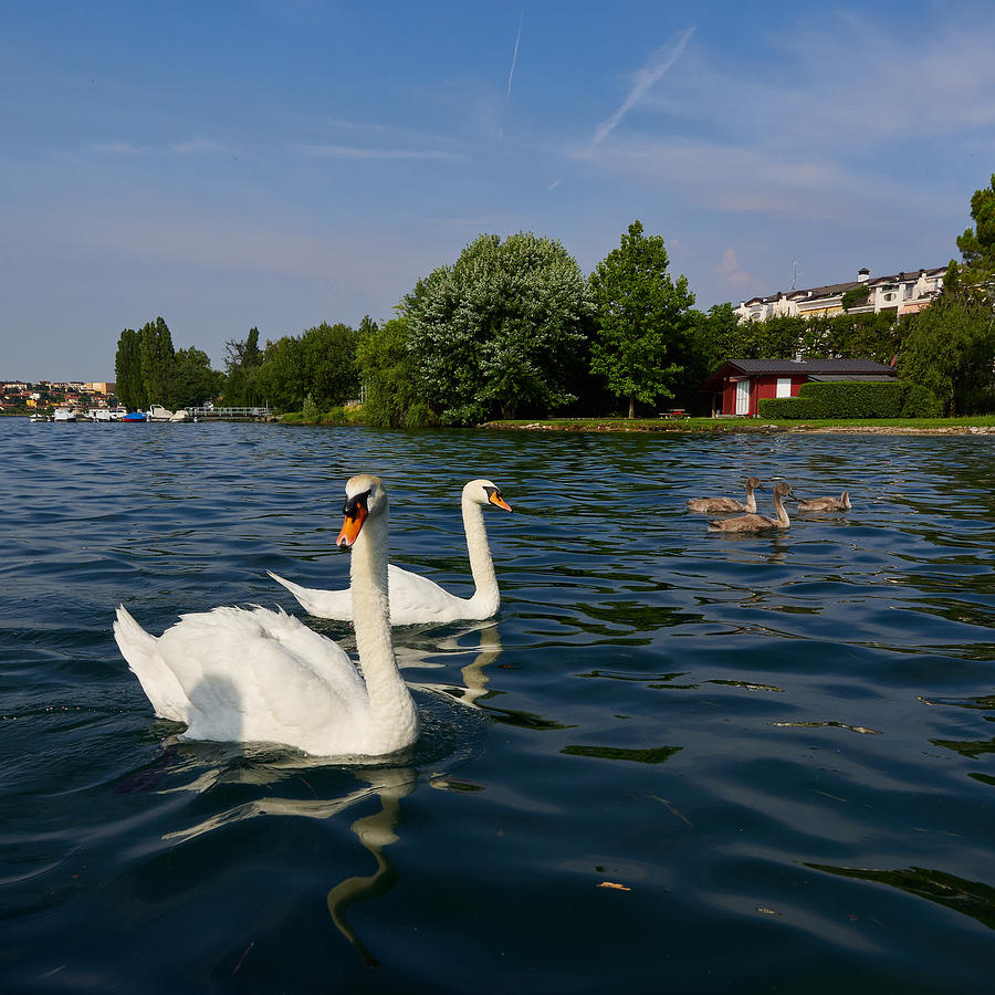Mute Swans. Lago di Iseo Photograph by Jouko Lehto