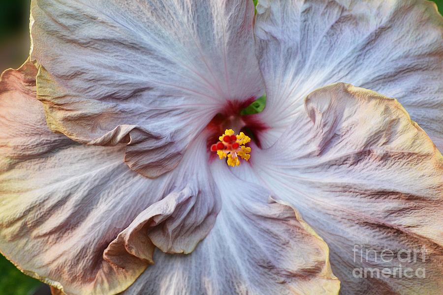 Muted Hibiscus Photograph by Cindy Manero