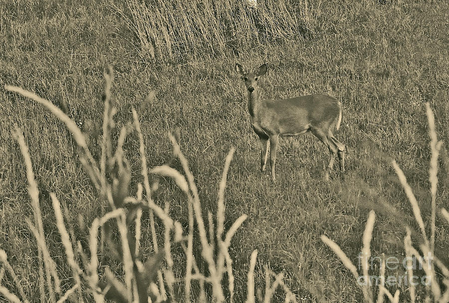 Muted Image Of Deer Photograph