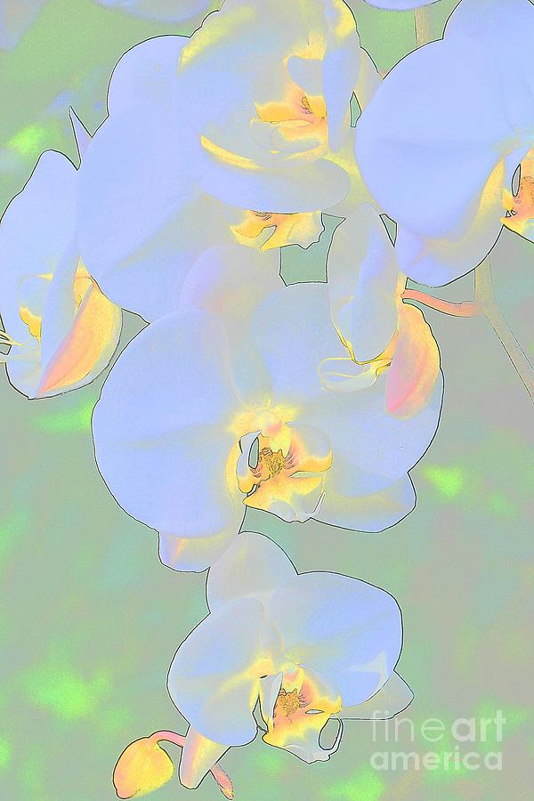 Muted Orchids Photograph by Cindy Manero