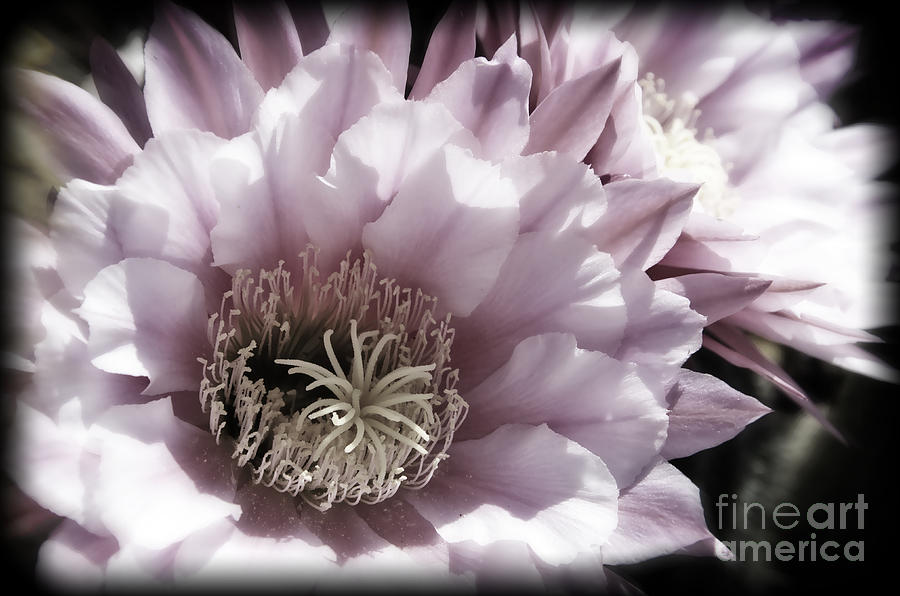 Nature Photograph - Muted Pink Cactus Flower by Jim And Emily Bush