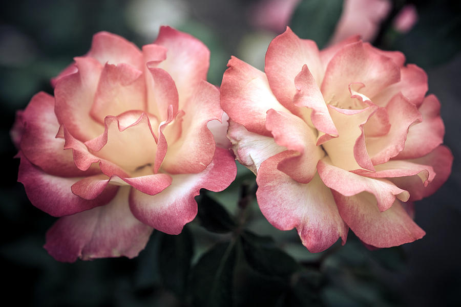 Muted Pink Roses Photograph by Sennie Pierson Fine Art America