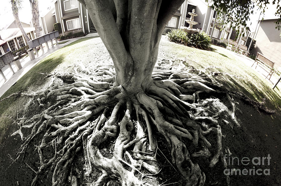 Muted Roots Photograph by Clayton Bruster