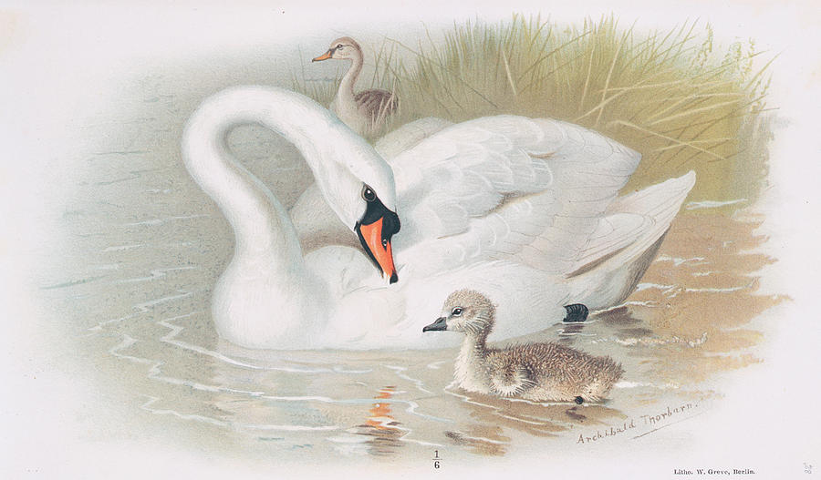 Muter Swan With Young Photograph by Natural History Museum, London/science Photo Library