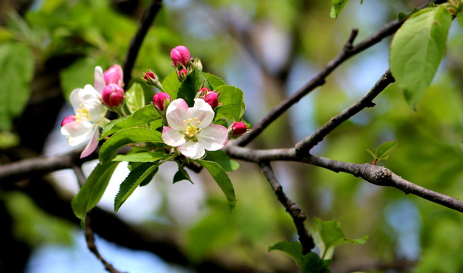 Mutsu or Crispin blossoms Photograph by Carol Estes