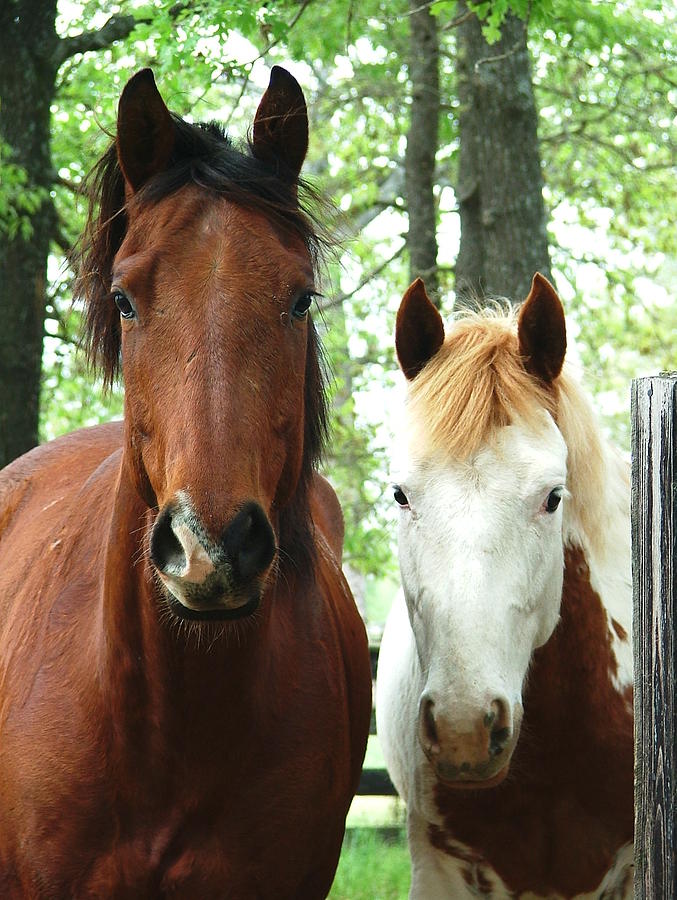 Horse Photograph - Two Friends by Phil And Karen Rispin