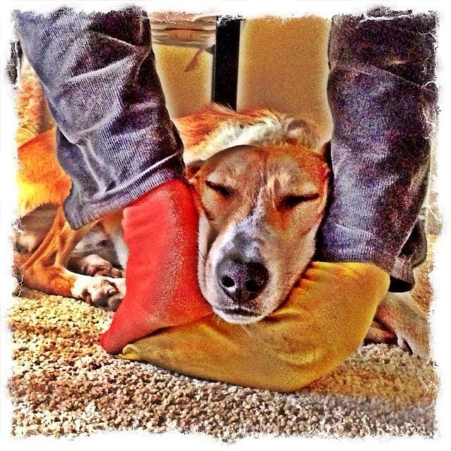 Dog Photograph - Mutt Sleeps While I Work. #lurcher #dog by Richard Randall