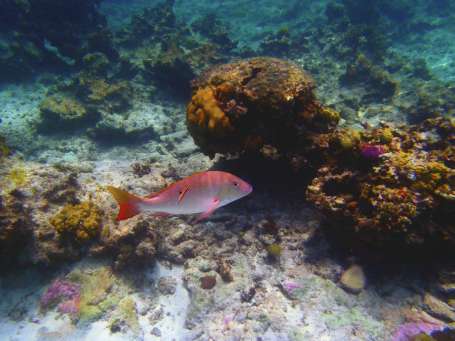 Key Photograph - Mutton Snapper by Carey Chen