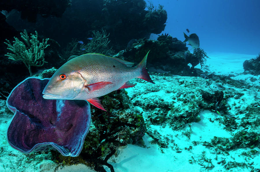 Mutton Snapper In The Caribbean Sea Photograph by Jennifor Idol