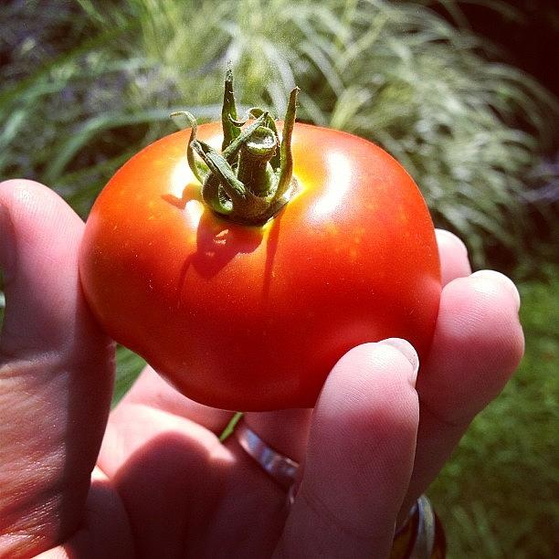 My 1st Tomato Photograph by Melissa Lutes