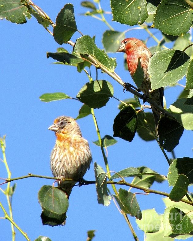 My 2 Favorite Little Finches Photograph by Phyllis Kaltenbach