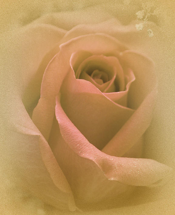 Rose Photograph - My Angels Rose by The Art Of Marilyn Ridoutt-Greene