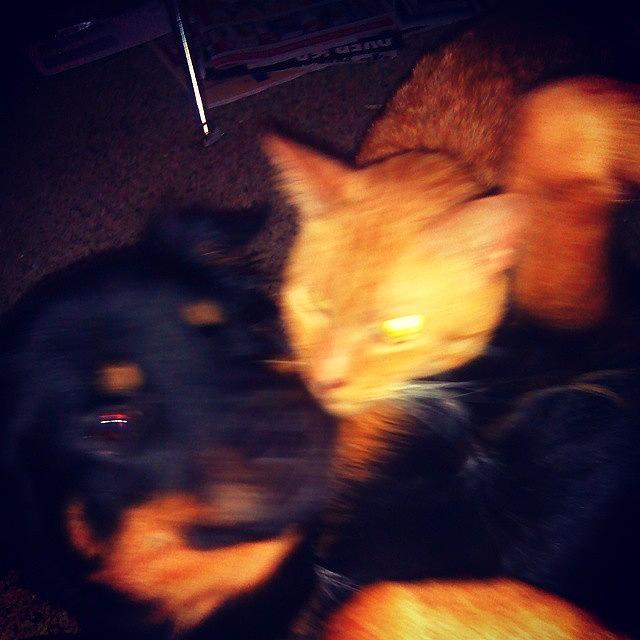 My Animals Were Being Cute And I Ruined Photograph by Elisabeth Prudente