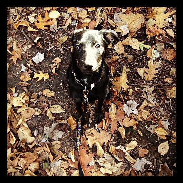 Pepsi Photograph - My Babygirl #pepsi #dogsofinstagram by Kristine Dunn