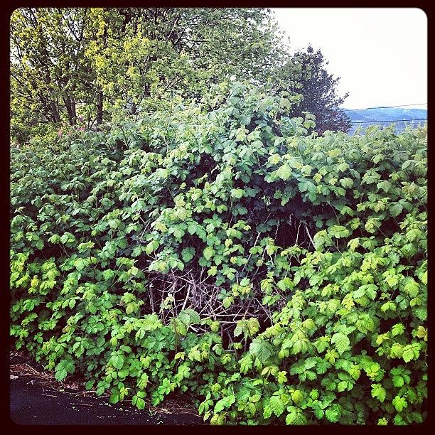 My Backyard Is Blackberry Bushes Photograph by Laura Korb