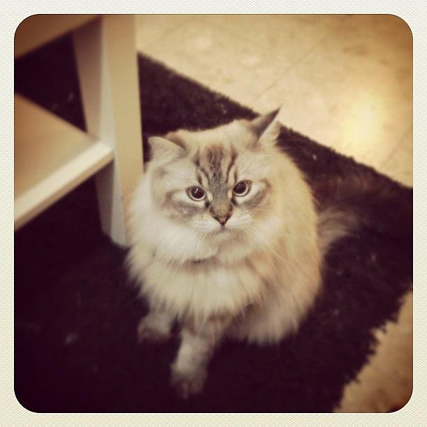 Cat Photograph - My Beautiful Prince @fluffyanddusty by May Pinky  ✨