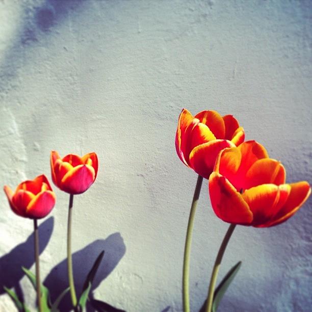 Nature Photograph - My Beautiful Tulips #tulips #flowers by A Loving