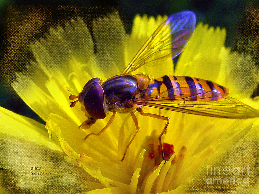 My bee Photograph by Alexa Szlavics