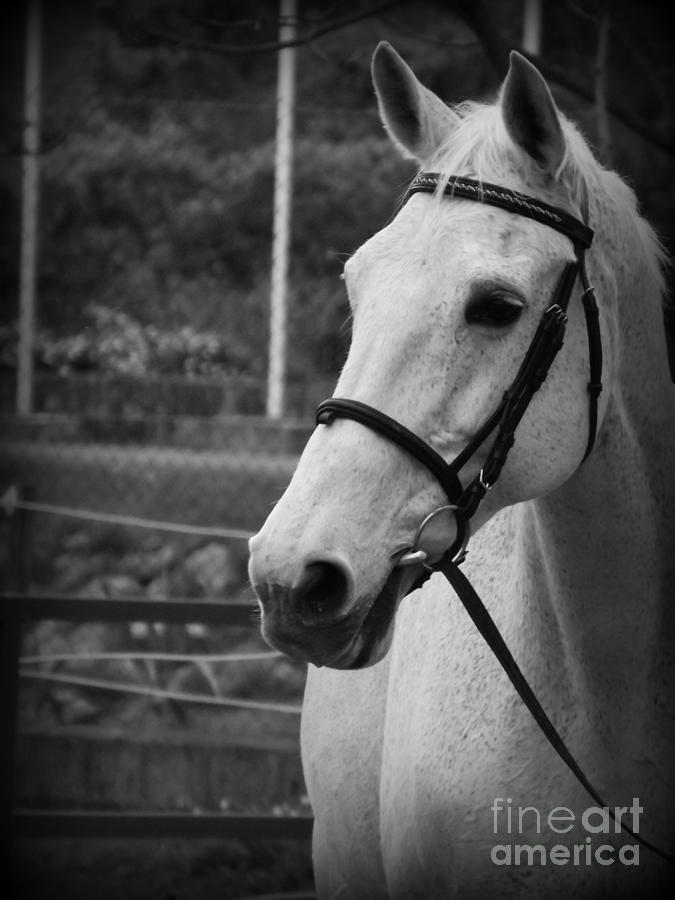 Horse Photograph - My best Friend by Clare Bevan