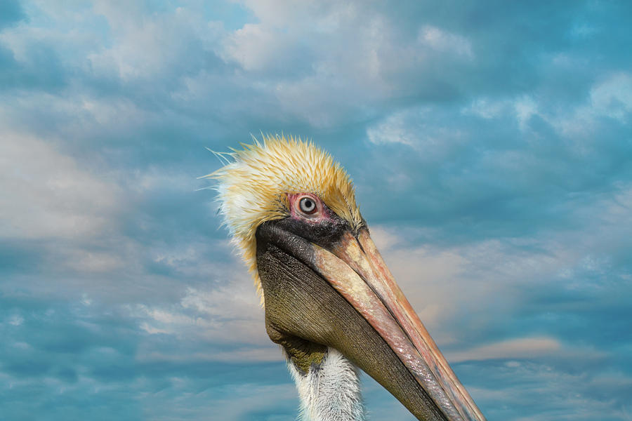 Pelican Photograph - My Better Side - Florida Brown Pelican by Kim Hojnacki