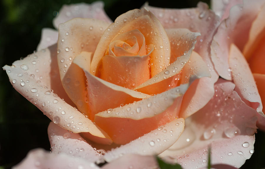 My Birthday Rose 1 Photograph by Jenny Rainbow