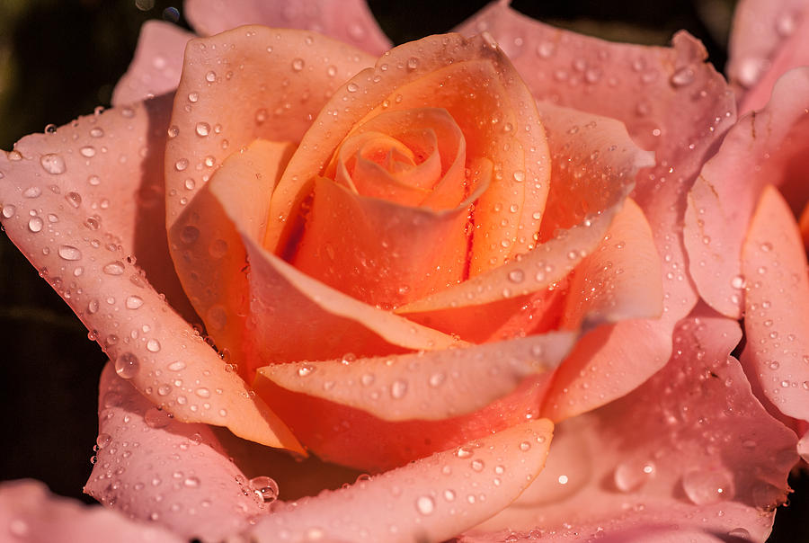 My Birthday Rose Photograph by Jenny Rainbow