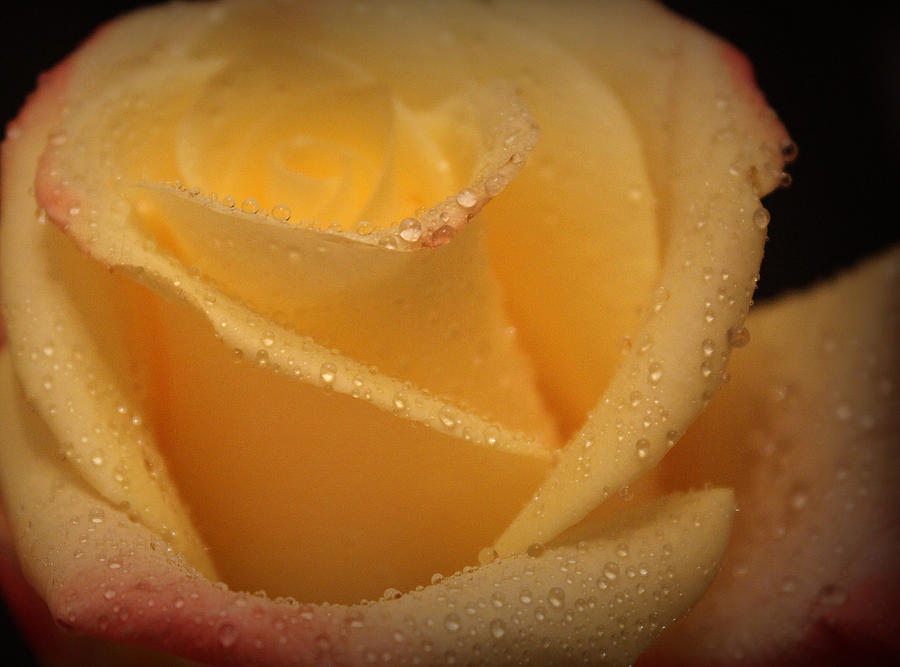 Rose Photograph - My Birthday Rose by The Art Of Marilyn Ridoutt-Greene