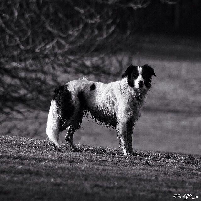 My Black & White Dog In A Black And Photograph by Paul Burger