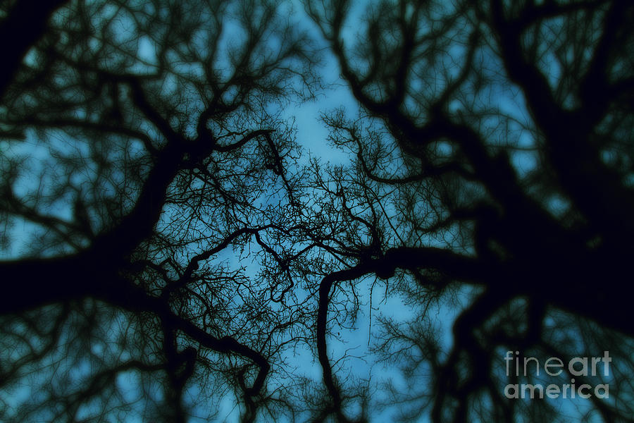 My Blue Dark Forest Photograph
