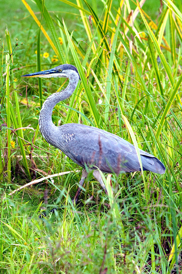 My Blue Heron Photograph by Greg Fortier
