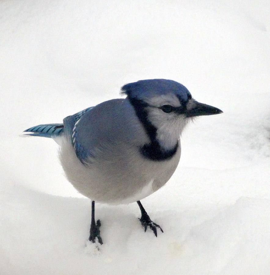 Blue Jay Photograph - My Blue Jay Friend by Kathleen Luther