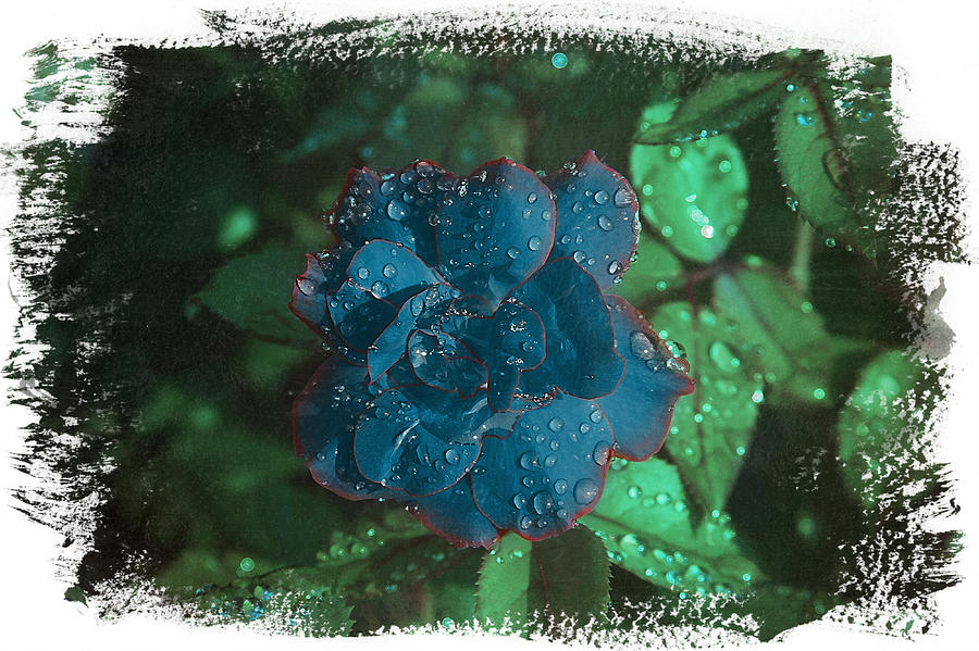 My Blue Rose Photograph by David Yocum