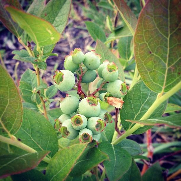 Fruit Photograph - My Blueberries Have Endured Despite The by Amber Flowers