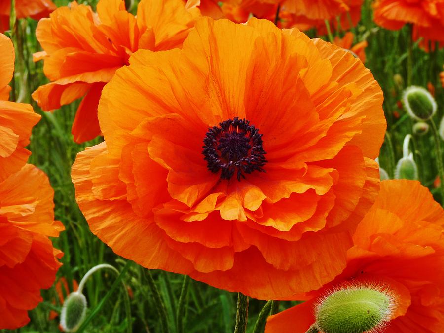 My Bright and Shining Poppy Photograph by Jeanette Oberholtzer