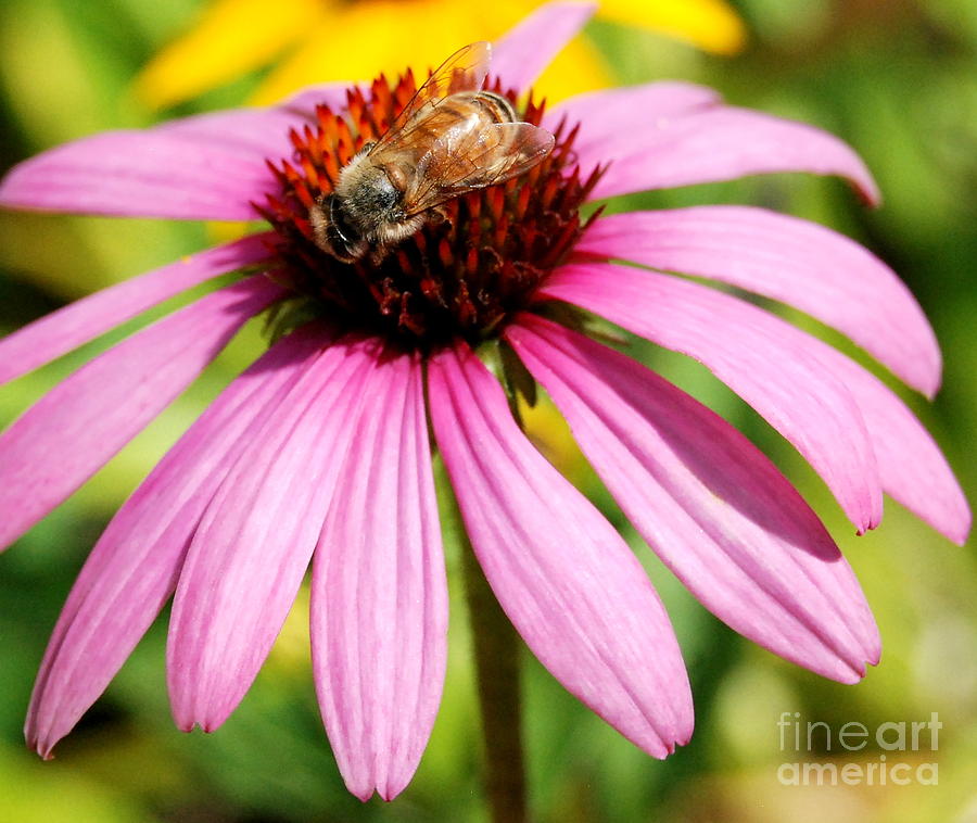 My Busy Honey Bee On Purple Flower Photograph by Eunice Miller