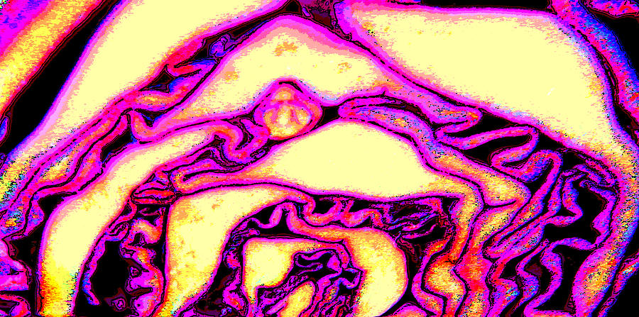 My Cabbage Brain Digital Art by John Lautermilch My Cabbage Brain Digital Art by John Lautermilch