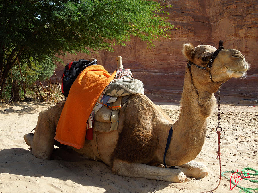 My Camel friend Bou Bou almost ready for the daily desert walk Photograph by Colette V Hera Guggenheim