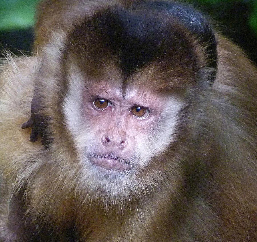 My Capuchin Baby Photograph by Margaret Saheed