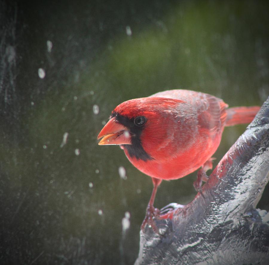 My Cardinal Photograph by Beth Wiseman