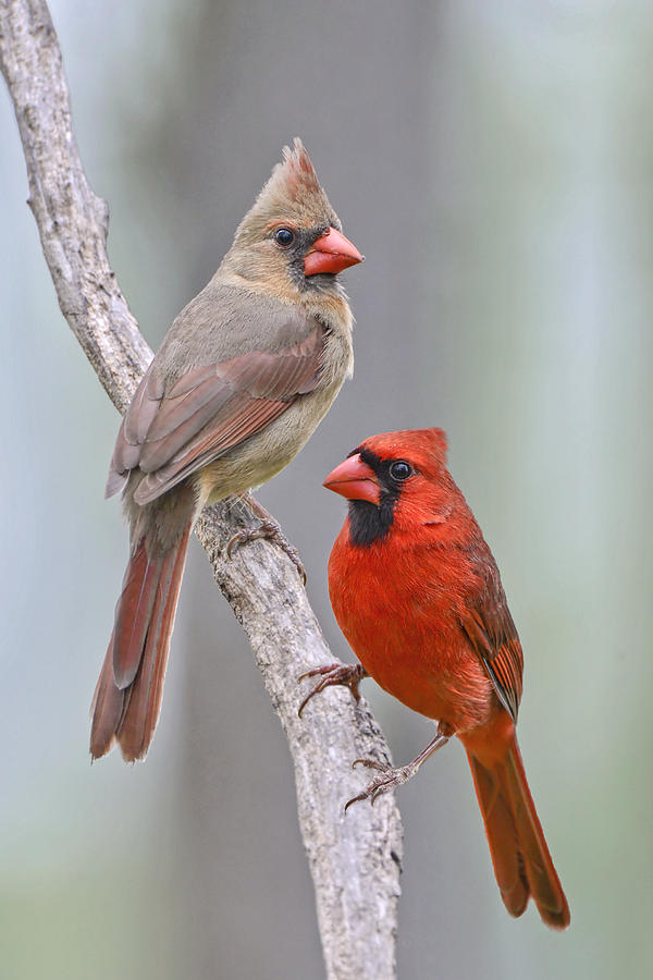 Bird Photograph - My Cardinal Neighbors by Bonnie Barry