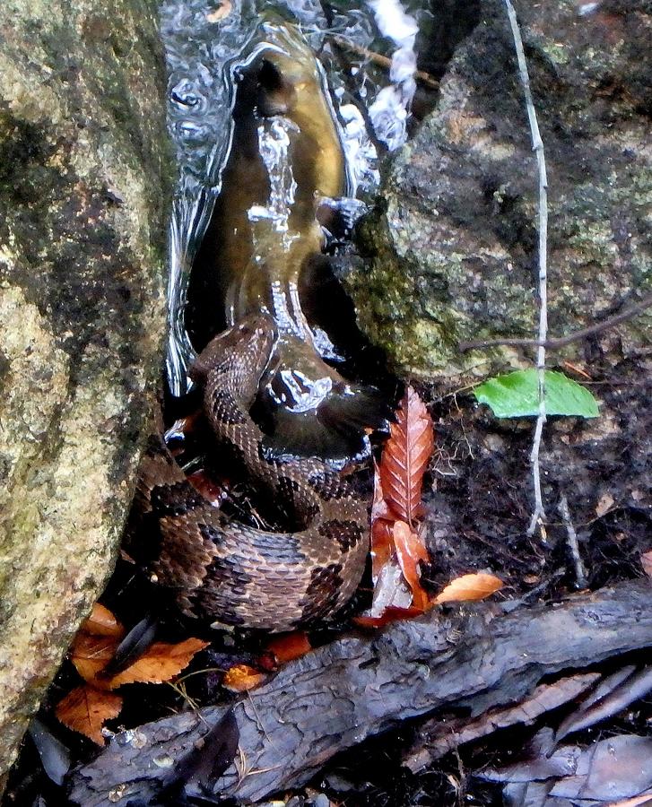 My Catfish Brown Banded Water Snake 1 Photograph by Sheri McLeroy